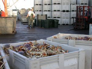 DungenessCrab_Heidi Walters