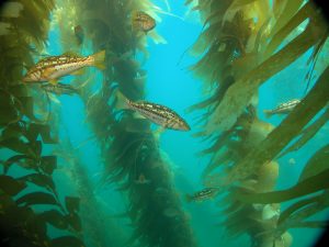 Calico bass - Craig Shuman