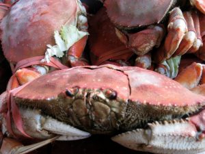 Cracked Crab_Rachelle Fisher