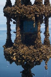 Zebra Mussels