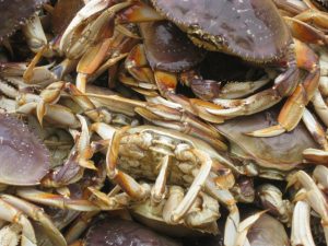 crabs_web