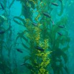 kelp.clairefackler