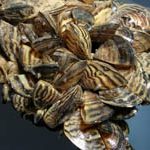 zebramussels