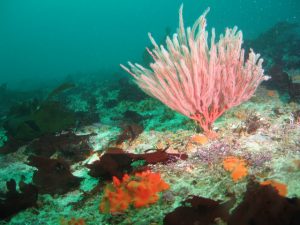 Gorgonian 