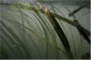 eelgrass