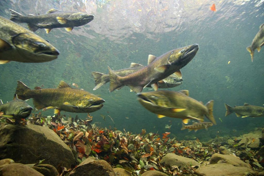 Charting a Course for Salmon Recovery California Ocean Protection Council