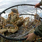 crab_thumbnail_mpb_cdfw