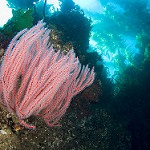 gorgonian-kelp-thumbnail-peter-liu