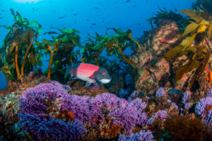 An underwater scene featuring a sheepshead