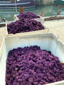 A large amount of purple urchin collected in bins