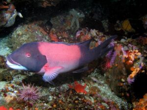 Sheephead fish