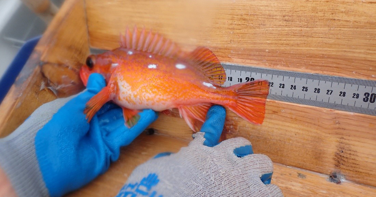 Fishing for Research OPC Staff and the California Collaborative